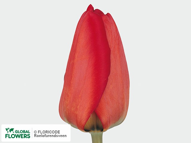 Photo Tulipa (Darwinhybrid Grp) 'Darwidesign'.