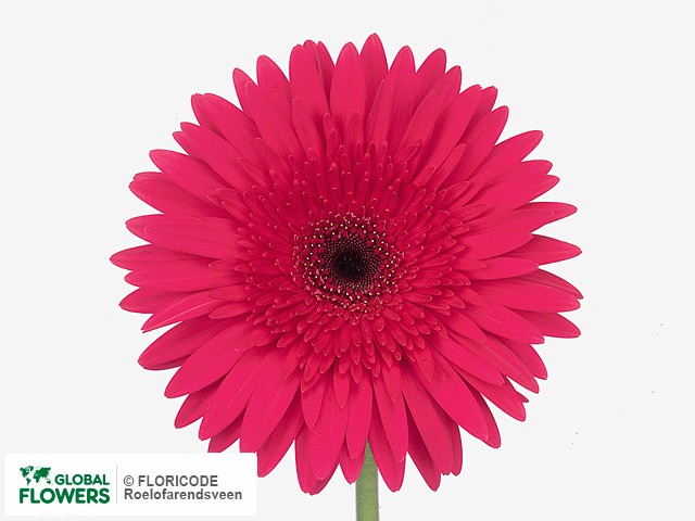 Photo Gerbera grootbloemig Cadillac.