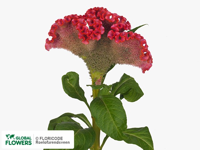 Photo Celosia argentea (Cristata Grp) 'Sandra'.