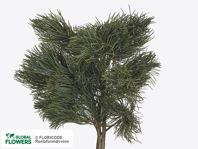 Фото вида Сосна "Parviflora Glauca".