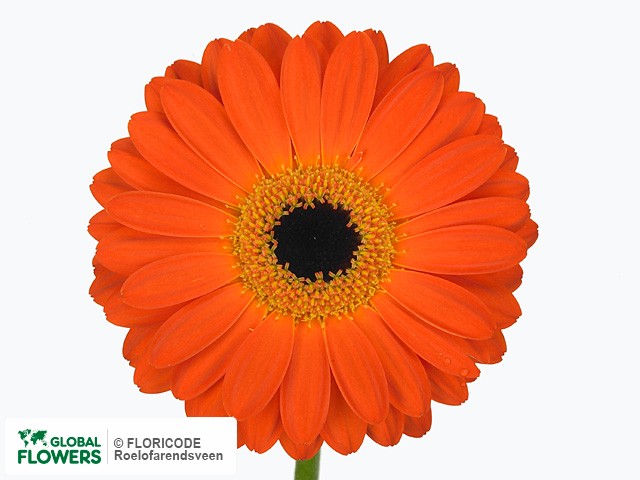 Photo Gerbera mini 'Boulevard'.