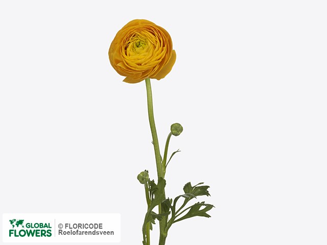 Лютик азиатский "Royal Xxl Yellow Bouquet"