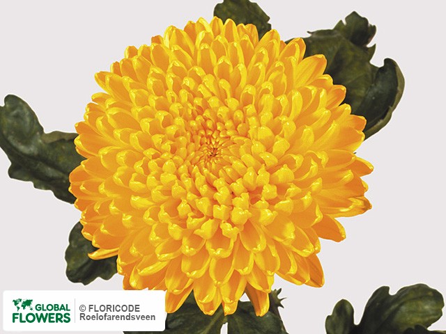 Photo Chrysanthemum (Indicum Grp) geplozen 'Migoli'.