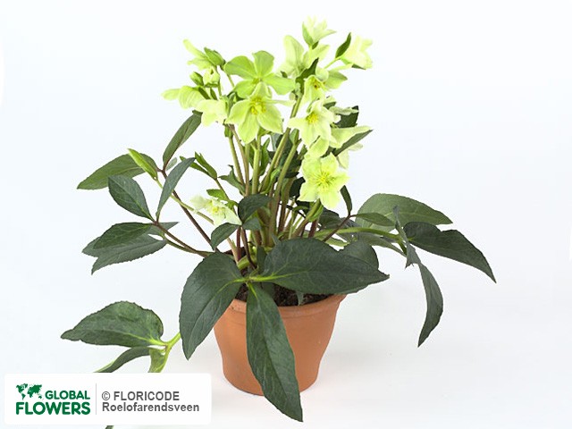 На фото Морозник "Green Corsican" Морозник "Green Corsican"