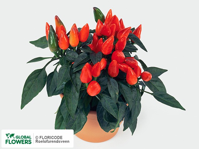 Photo Capsicum annuum 'Favorite Orangered'.