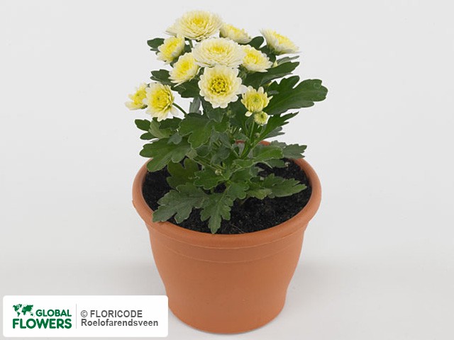 Photo Chrysanthemum (Indicum Grp) Gardenmumsaic White.