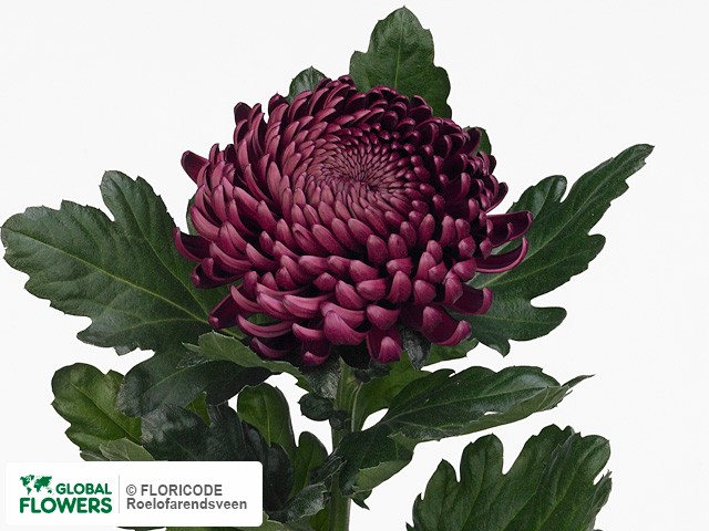 Фото вида Хризантема одноголовая "Bigoudi Purple".