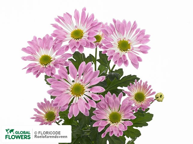 Photo Chrysanthemum (Indicum Grp) tros Passoa Pink.