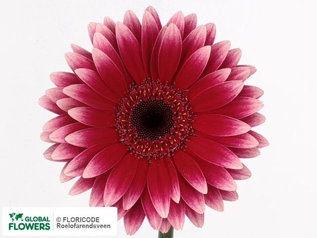 Photo Gerbera mini Nasdaq.