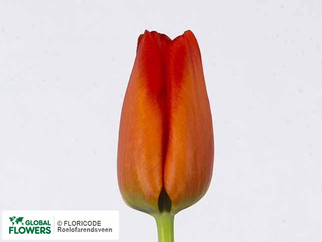 Photo Tulipa (Darwinhybrid Grp) 'Darwiorange'.