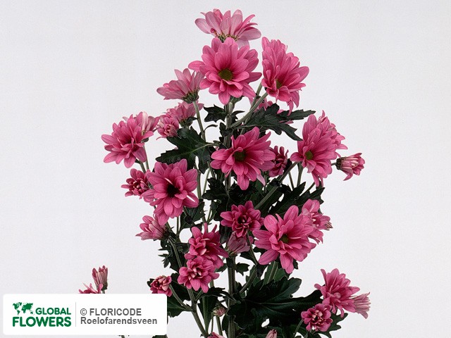 Photo Chrysanthemum (Indicum Grp) tros 'Caesar'.