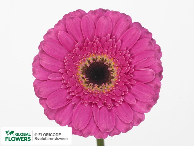 Photo Gerbera mini 'Kimono'.