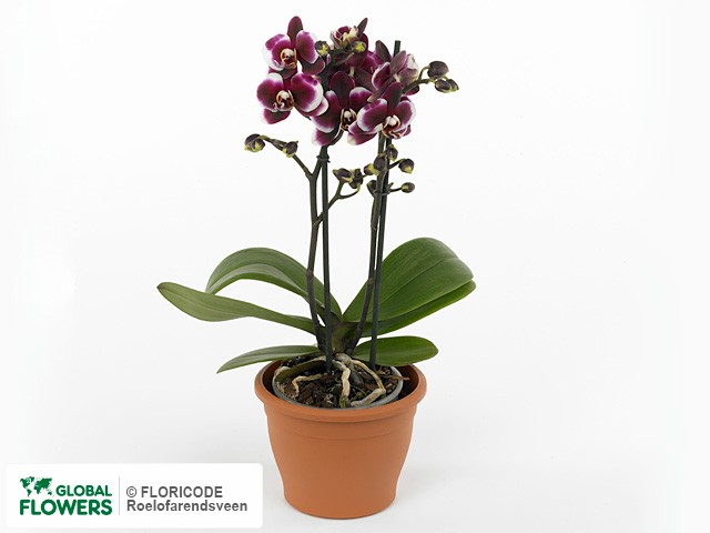 Phalaenopsis Multifloratypes Floriclone Starry Night