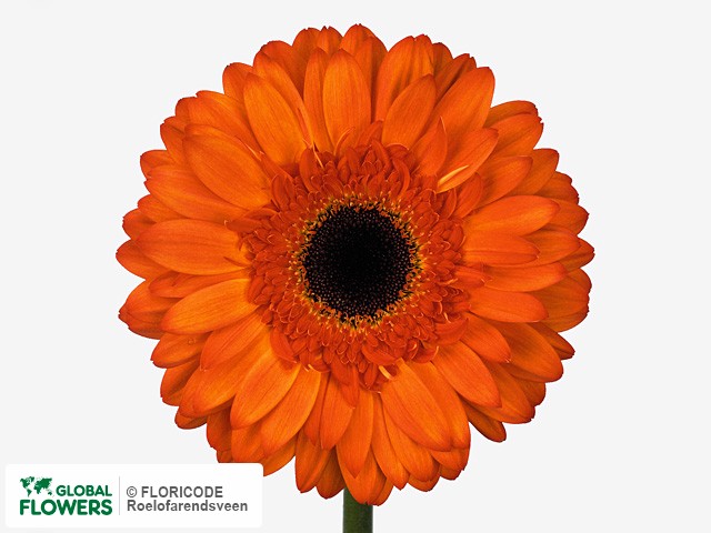 Photo Gerbera grootbloemig Classic Fabio Orange.