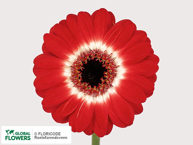 Photo Gerbera mini Happy Hour.