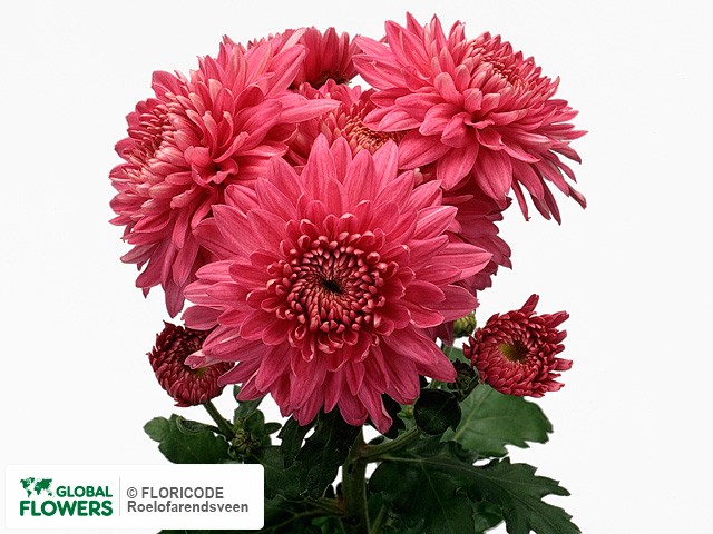 Photo Chrysanthemum (Indicum Grp) tros 'Gompie Purper'.