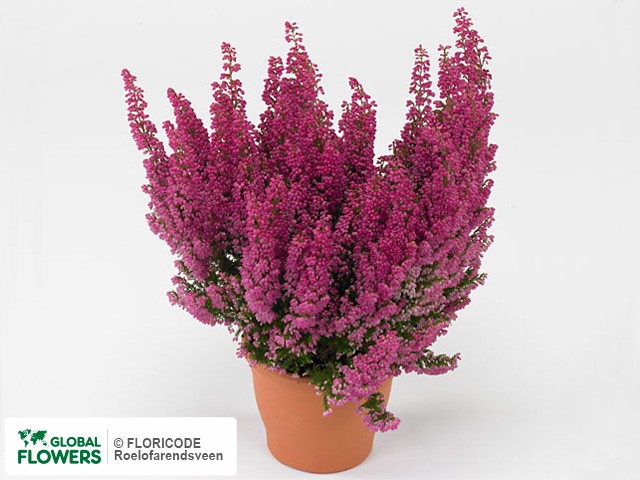 Фото вида Эрика изящная "Beauty Queen Juliana".