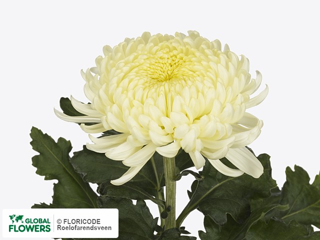 Фото вида Хризантема одноголовая "Sfera White".