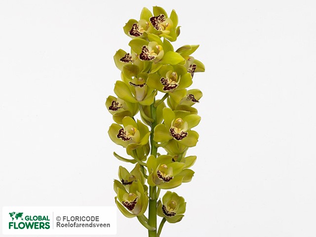 Фото вида Цимбидиум мини "K A Green Perfection".