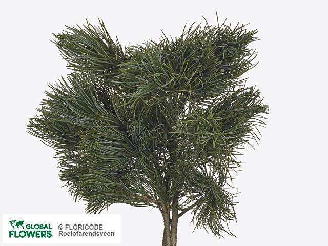 Фото вида Сосна "Parviflora Glauca per kilo".