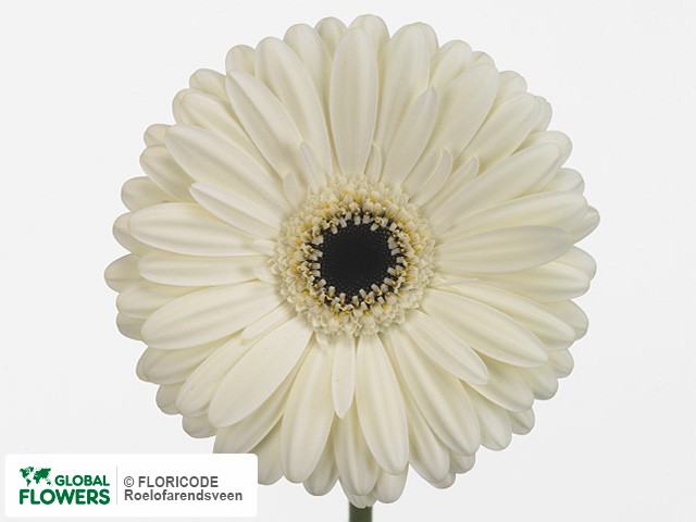 Photo Gerbera grootbloemig 'Iceberg'.