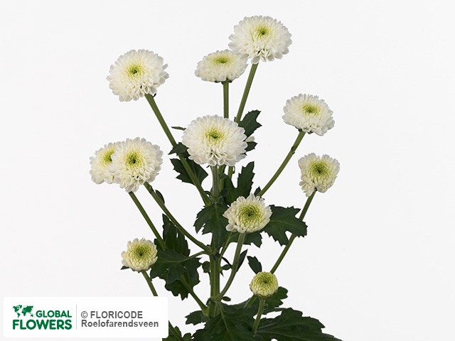 Photo Chrysanthemum (Indicum Grp) tros santini Nokiono.