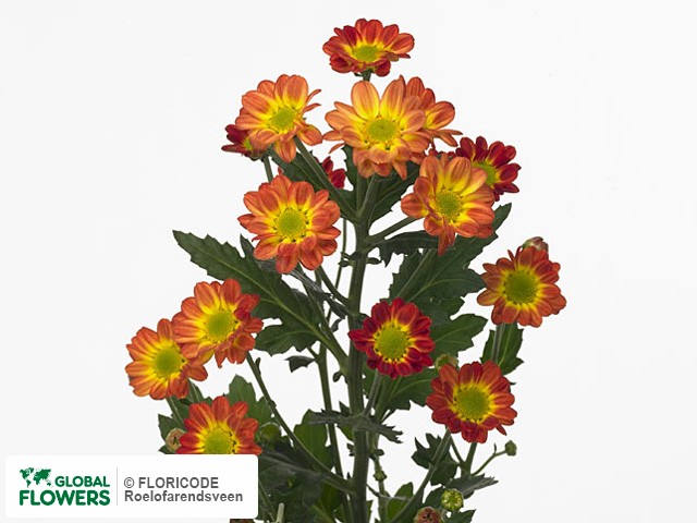 Photo Chrysanthemum (Indicum Grp) tros santini Tobago.