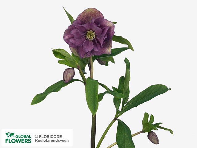 На фото Морозник восточный "Queens Double Dark Red" Морозник восточный "Queens Double Dark Red"