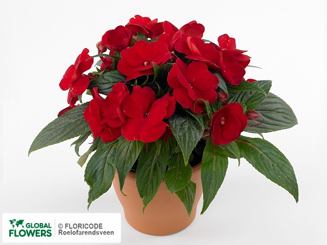 Фото вида Недотрога Новая Гвинея "Toscana Medium GL Dark Red".