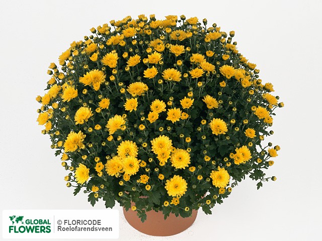 Photo Chrysanthemum (Indicum Grp) 'Sapiro Yellow'.