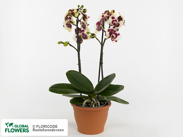 Фаленопсис "Multifloratypes Floriclone Longina"