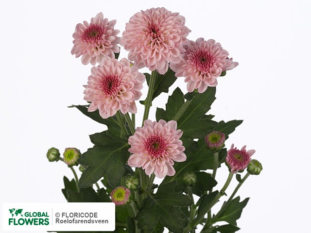 Photo Chrysanthemum (Indicum Grp) tros santini Jinna.