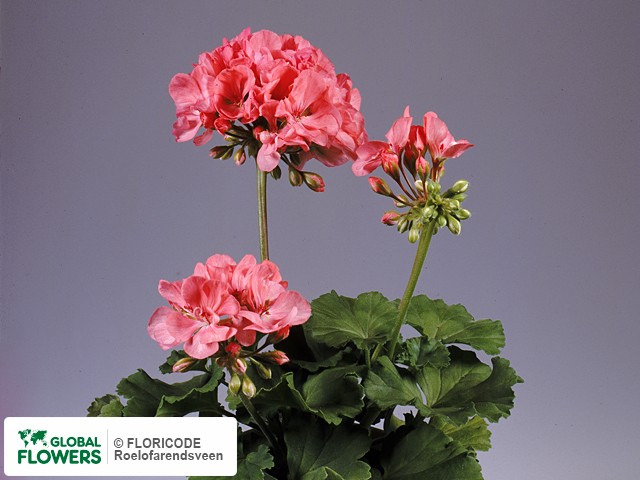 Photo Pelargonium (Zonale Grp) 'Springtime Irene'.