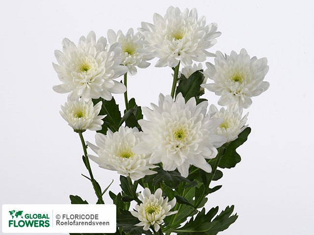 Photo Chrysanthemum (Indicum Grp) tros Fortune.