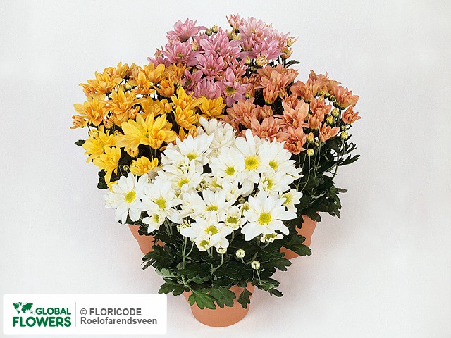 Photo Chrysanthemum (Indicum Grp) Jumbo gemengd.