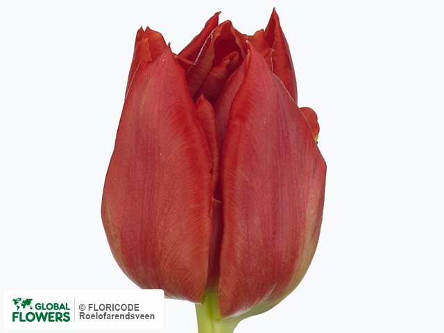 Photo Tulipa (Double Early Grp) 'Abba'.