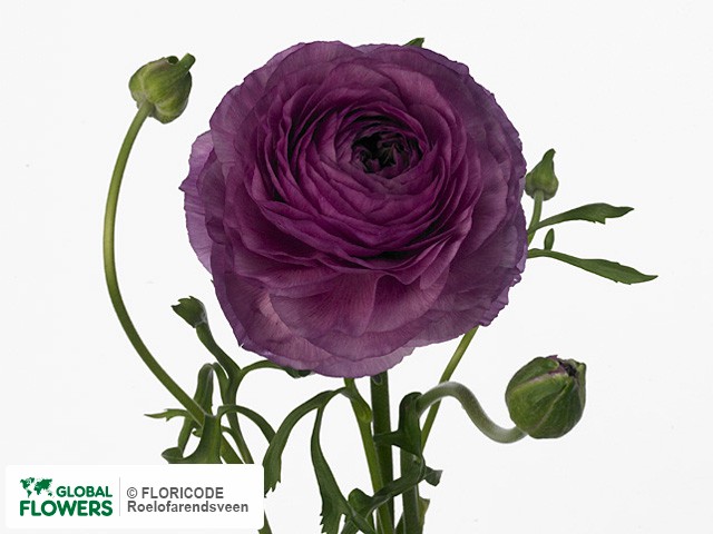 Photo Ranunculus asiaticus 'Victoria Purple Shades'.