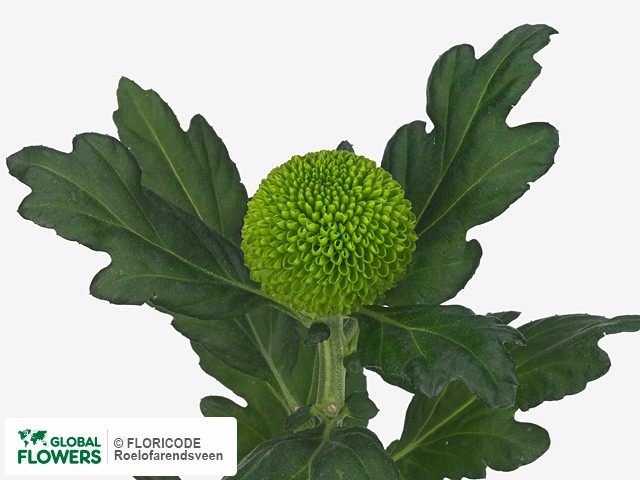 Фото вида Хризантема одноголовая "Feeling Green Dark".