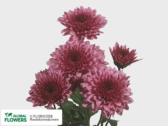 Photo Chrysanthemum (Indicum Grp) tros 'Linda'.