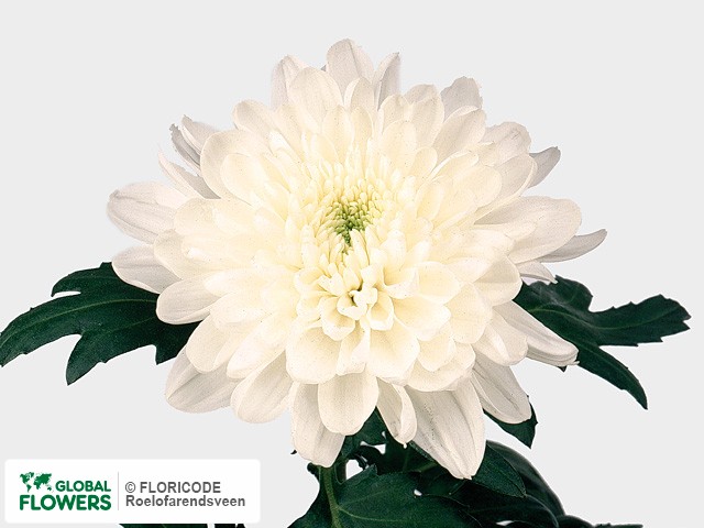 Photo Chrysanthemum (Indicum Grp) geplozen 'Zembla'.