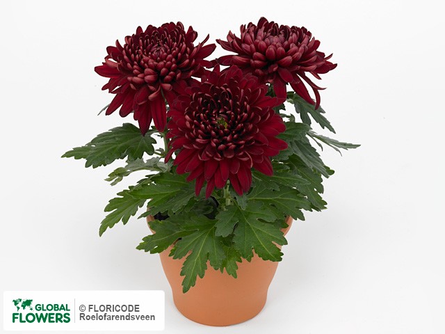 Photo Chrysanthemum (Indicum Grp) 'Lyon Red'.