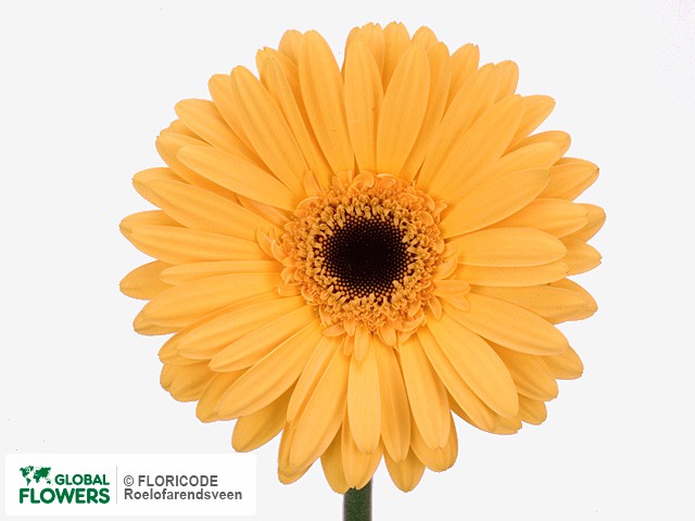 Photo Gerbera grootbloemig Goldie.