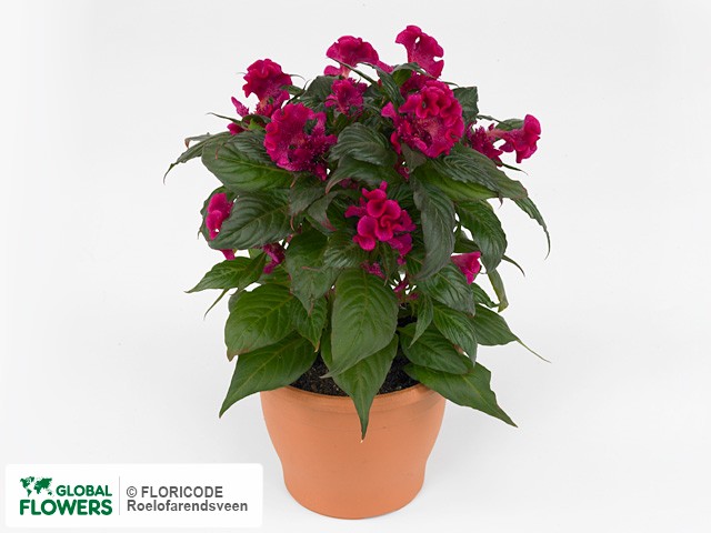 Фото вида Целозия серебристая "Hot Topic Purple".