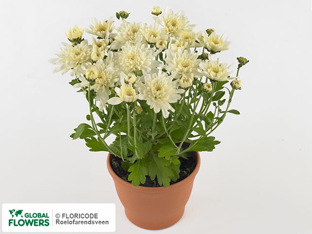Photo Chrysanthemum (Indicum Grp) Yahou Coco.