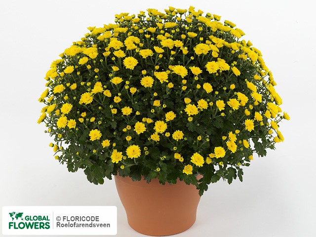 Photo Chrysanthemum (Indicum Grp) 'Mouria Yellow'.