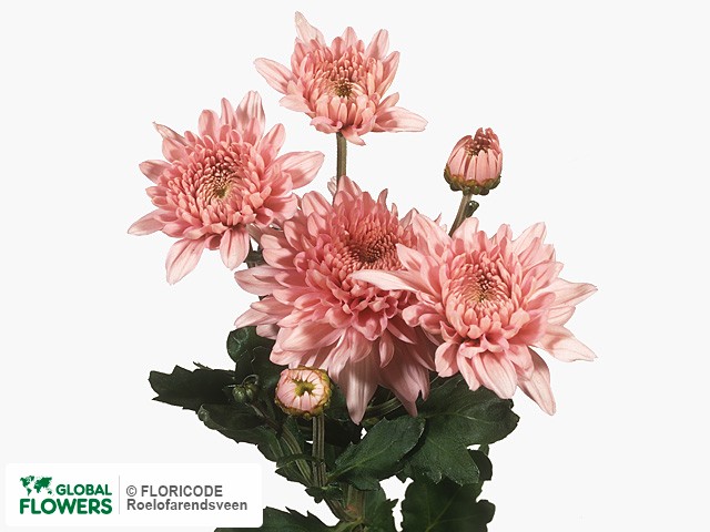 Photo Chrysanthemum (Indicum Grp) tros 'Gompie Rose'.