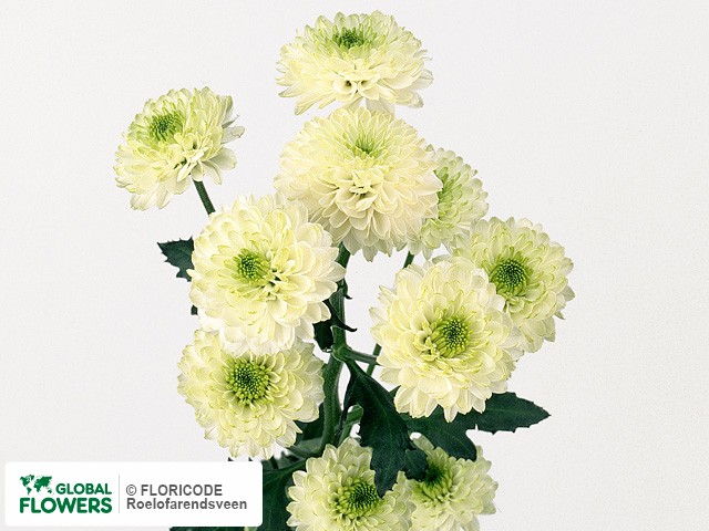 Photo Chrysanthemum (Indicum Grp) tros santini 'Greenlight'.