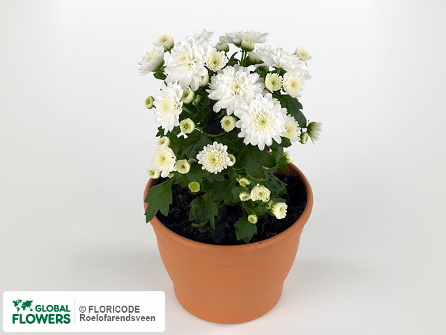 Фото вида Хризантема индийская "Blooming Beauty White".