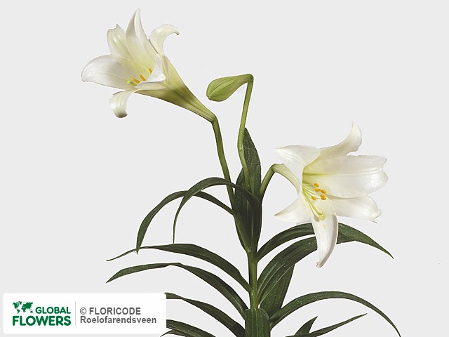 Photo Lilium longiflorum Magie Blanche.