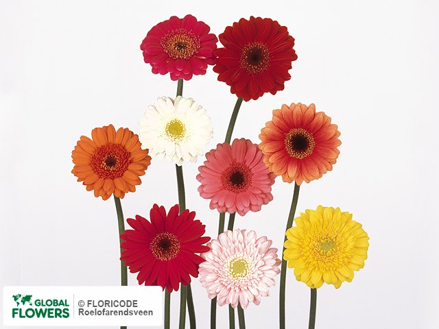 Photo Gerbera mini gemengd.